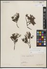 Foto von Salix breviserrata Flod.
